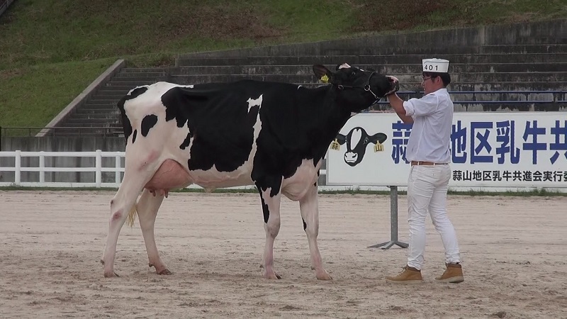 2024 デイリーエキスポ　ソフトシェル　ベスト　帽子　ホルスタイン　共進会 2024 デイリーエキスポ ソフトシェル ベスト 帽子 ホルスタイン